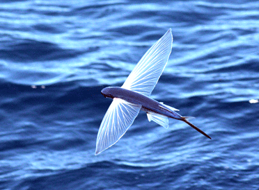 Recent Discoveries about the Evolution of Flying Fish | Bio-Aerial  Locomotion