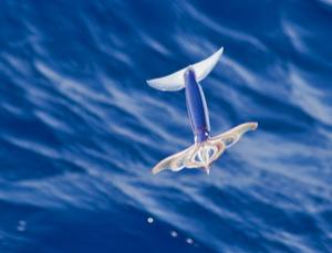 Do Flying Fish Really Fly? (Questions and Answers About Animals