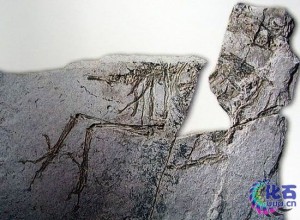 The fossil of Sinoris