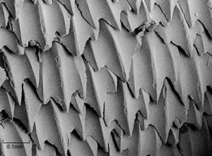 Close-up of the dermal denticles.