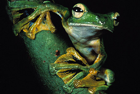 Wallaces Flying Frog