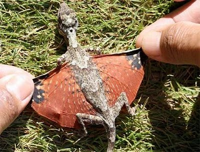 Draco sumatranus also known as the Common Flying Lizard