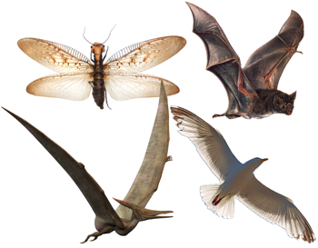 flying creatures