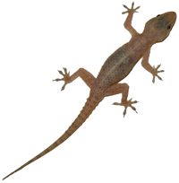 The gecko has the fastest air-righting response ever measured.