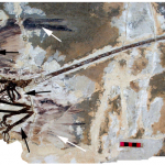 Microraptor Fossil