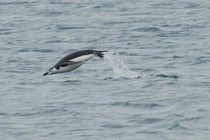 Antarctica_chinstrap_penguin_swimming