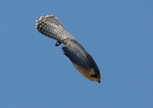 Peregrine falcon in a dive