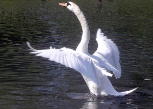 The Elegant Swan’s Adaptations | Bio-aerial Locomotion 2011