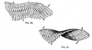 Wing Warping or Twisting in Birds