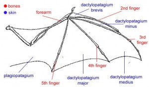 anatomy of bat's wing