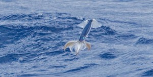 http://www.dailymail.co.uk/sciencetech/article-1338220/Graham-Ekins-Japanese-squid-photos-leap-air-dodge-predators.html