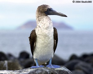 galapagos-blue-footed-booby