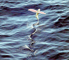 flying fish with pink wings