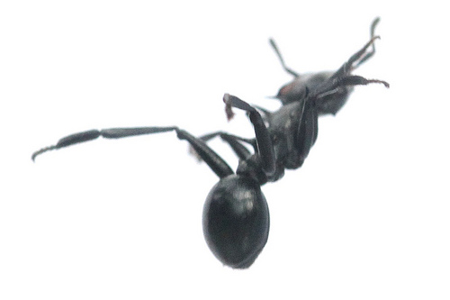 Canopy ant in gliding posture. Photo by Yonatan Munk.