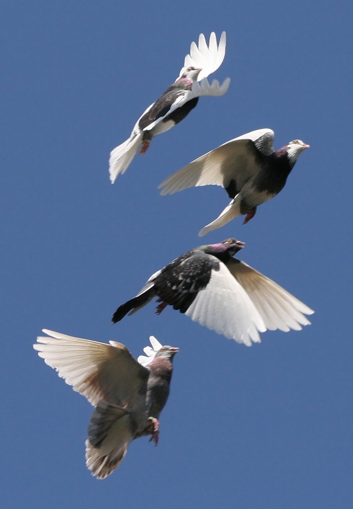 Pigeons in different stages of flight.