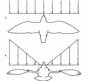 Pigeon's wings seen in  both a flight view and in a landing view.