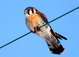 The American kestrel. More colorful than the common kestrel