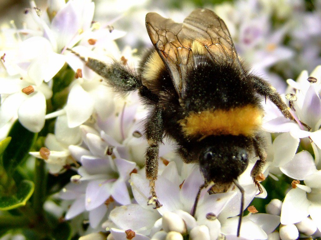 The bumblebee's large size and relatively small wings allow for airborne maneuverability although with great inefficiency