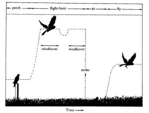 Hunting behavior of kestrel.