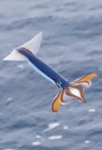 Flying Squid | Bio-aerial Locomotion 2011