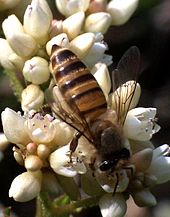 honeybee3