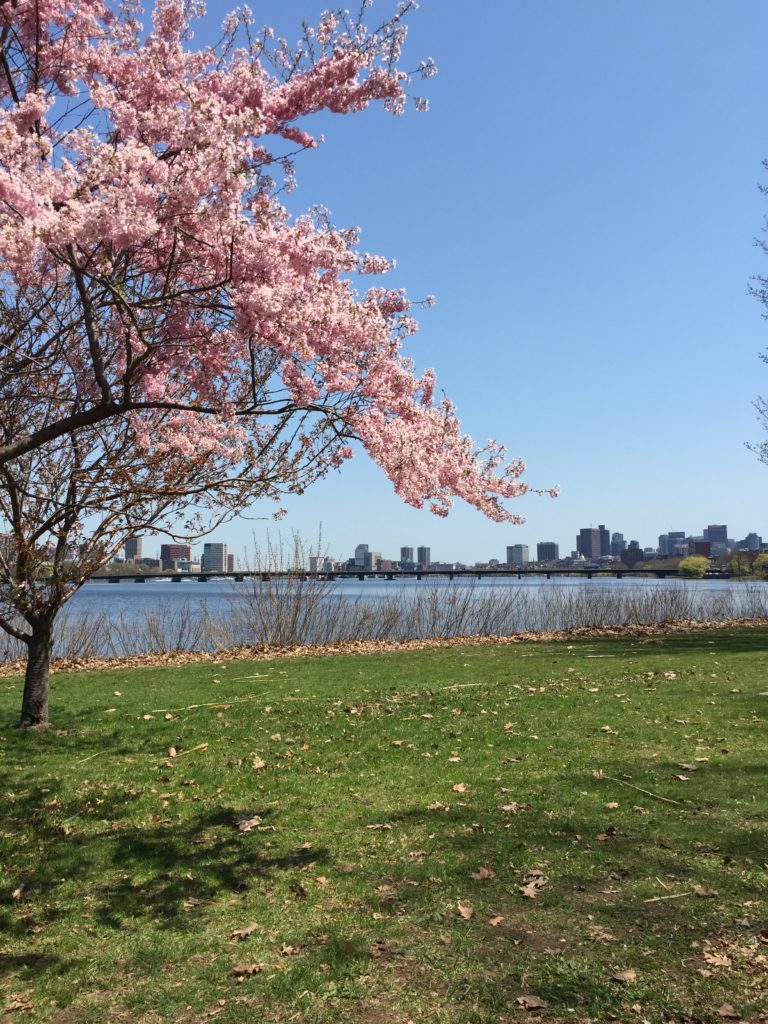 Charles River, Boston, and Cambridge from the Esplanade in springtime 