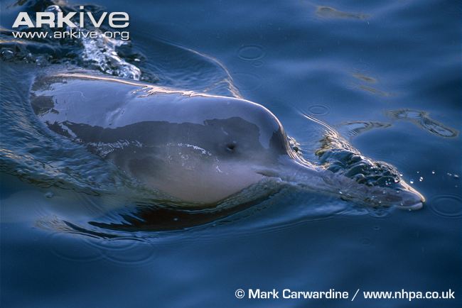 The baiji, or Yangtze Dolphin, has been declared functionally extinct.