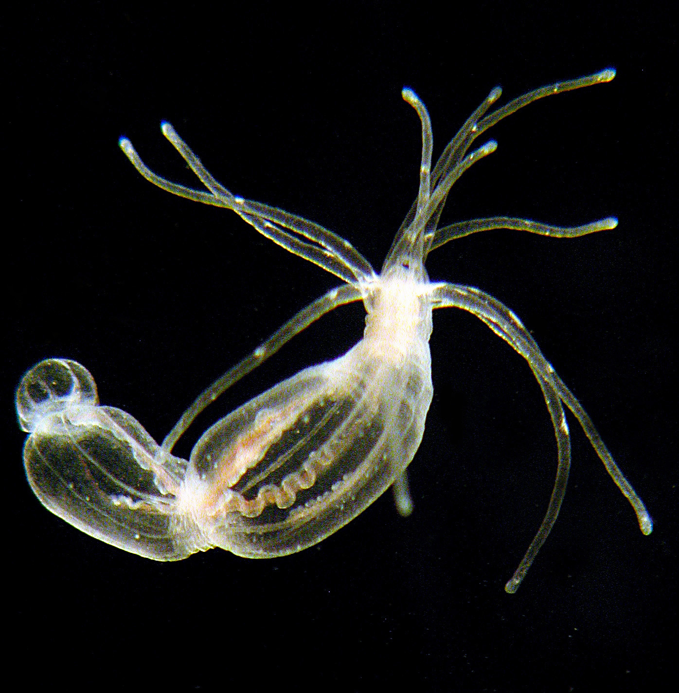 Nematostella Vectensis
