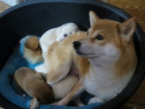 Shiba Inu Saphie with her new three puppy litter