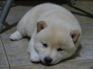 White Shiba Inu puppy with a tired face!