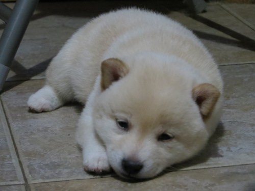 Small White Shiba Inu Puppy
