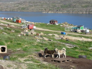 The sled dogs west of town