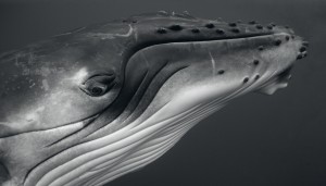 Humpback Whale Calf