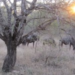 11 - Wildebeests at Sunset