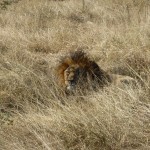 7 - Grumpy Lion