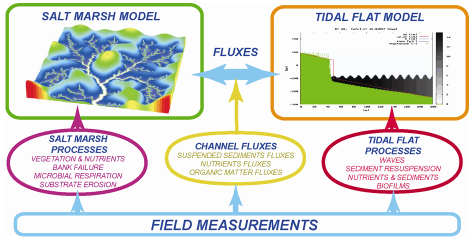 Modeling framework. All field measurements will be integrated in the coupled salt marsh - tidal flat model.