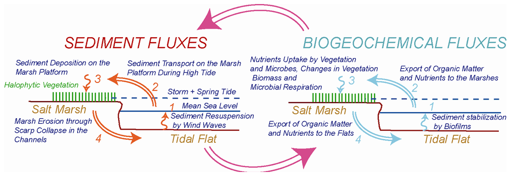 and biogeochemical interactions across the salt marsh - tidal flat system.