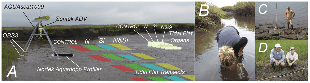 Proposed deployment of tripod to measure waves, currents, suspended sediment and bottom erosion in a tidal flat; tidal flat transects to determine changes in biofilm and sediment erodibility as a function of elevation and nutrient enrichment; tidal flat organs to increase the range of elevations of the transects  b) Zoe Hughes measuring fluxes in a tidal channel in Plum Island; c) Sergio Fagherazzi deploying wave instruments in a tidal flat; d) Carol Wilson and local fisherman coring a salt marsh.