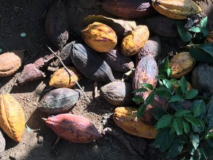cacao-fruit