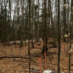 The snow is gone from our forest plots!