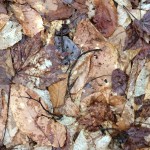 Look at the beautiful leaf litter. It feels wonderful to walk on soft ground again. 