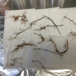 Clean roots ready to be analyzed.
