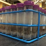 Root samples in tubes waiting to be measured. 