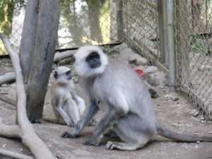 These monkeys are at the zoological park, not running wild around Darjeeling.  This is Sita with her new baby; they live with a monkey named Gita and her new baby.  