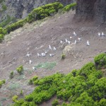 Albatross nesting on a cliff face