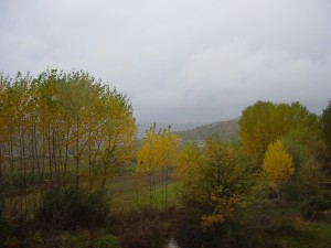 Fall in Stropan village. These type of trees called "plep" in Albanian, abound in most flat villages around Korca. In the fall, they turn yellow and right now they're either fully yellow or highlighted in green and yellow. 