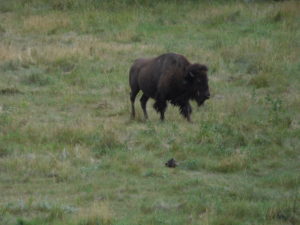 A real buffalo