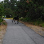 Moose in bike trail
