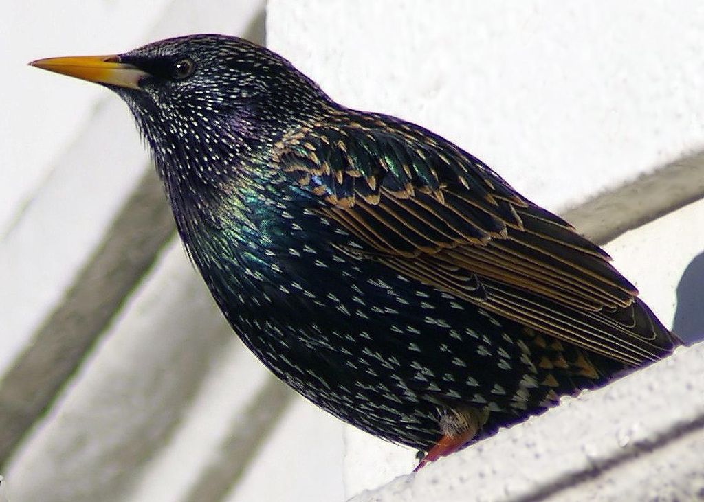 Synchronized Flight – The Starling | Bio-Aerial Locomotion