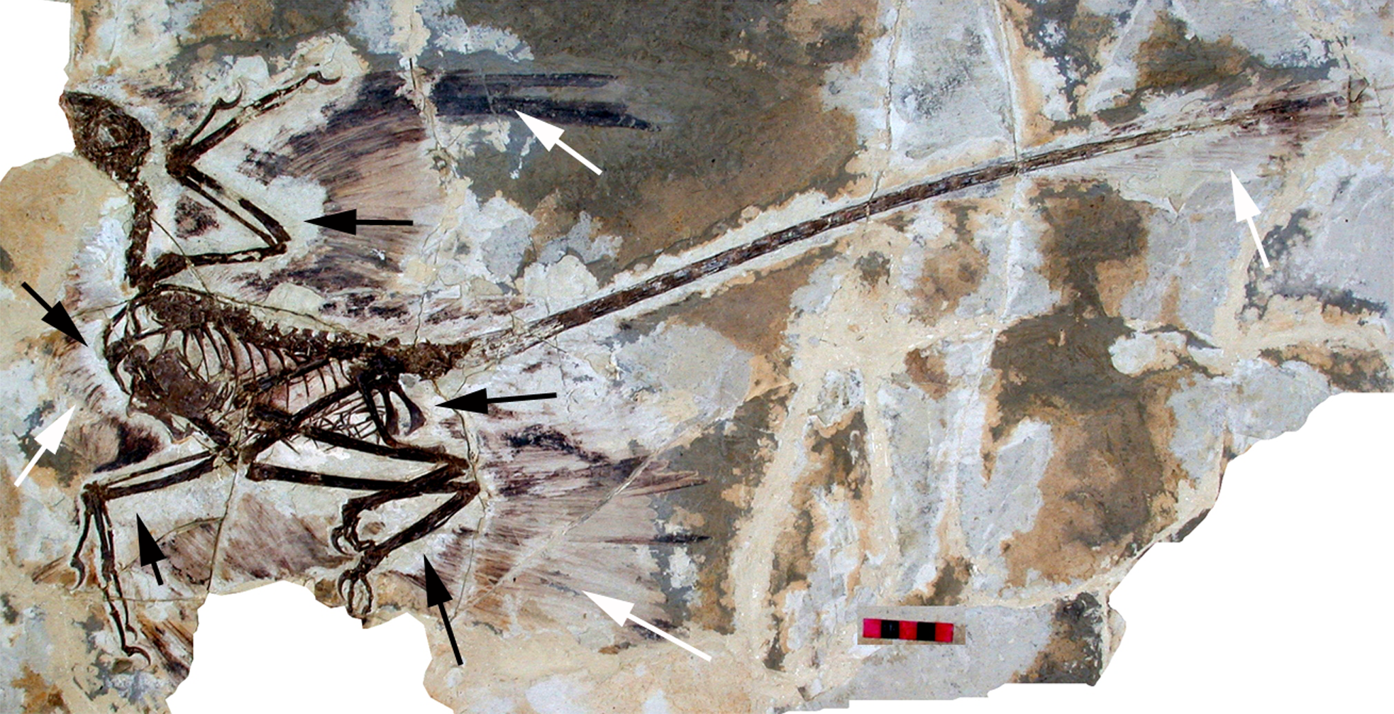 Microraptor: A Link Between Birds and Dinosaurs? | Bio-Aerial Locomotion